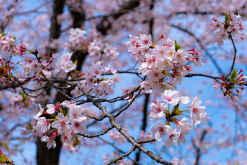 pink cherry blossom