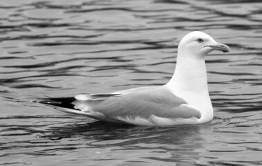 seagull on the water