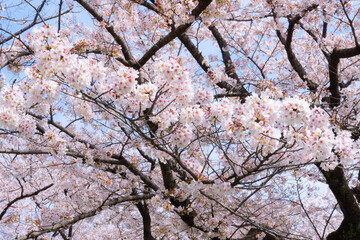 tree blossom