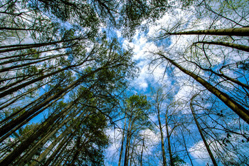 trees and sky