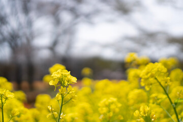 field of yellow flowers