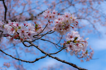pink cherry blossom