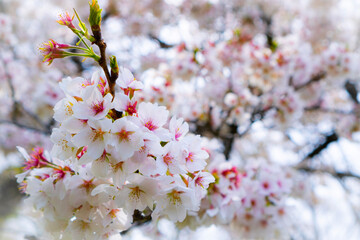 pink cherry blossom