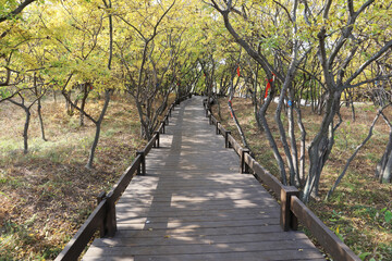 Beautiful trees and paths in autumn