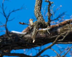 Woodpecker on a branch