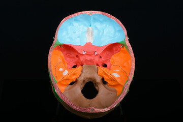 Inside top view of coloured plastic educational model of a human skull on black background.