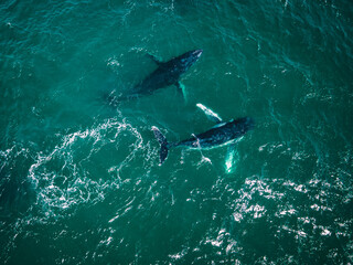 Naklejka premium Two whales migrating in beautiful ocean