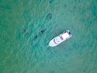 Aerial of dolphins interacting with a boat