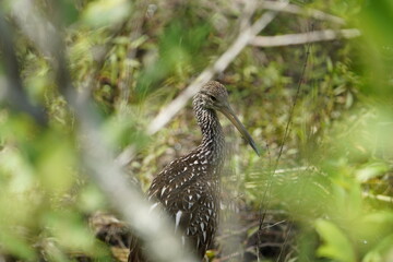 Water Fowl
