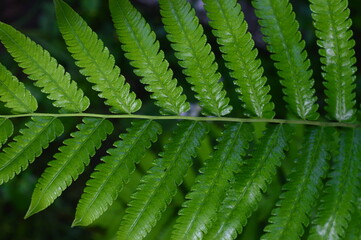 close up of green dryopteris affinis fern leaves in garden, abstract background