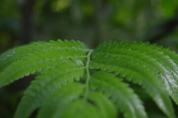 close up of green dryopteris affinis fern leaves in garden, abstract background