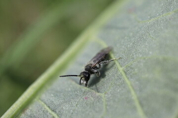 花粉のついたヒメバチ