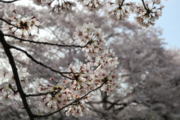 満開の桜