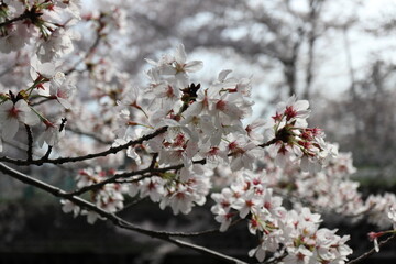 満開の桜