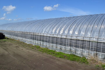ビニールハウス 温室栽培