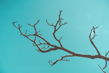 Dry tree branch on blue sky abstract background. Nature and environment concept.