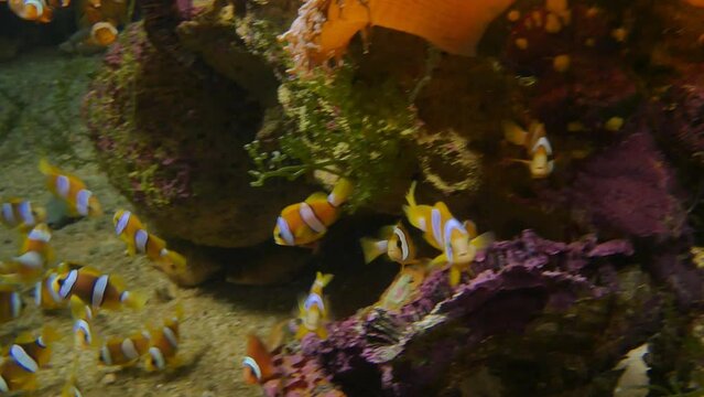 Clown Fishes are swimming around coral reef and colorful sea anemone in Andaman sea. colorful fishes, sea anemones and seaweed background.the underwater world of clown fish.
