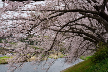 The cherry blossoms have fully bloomed