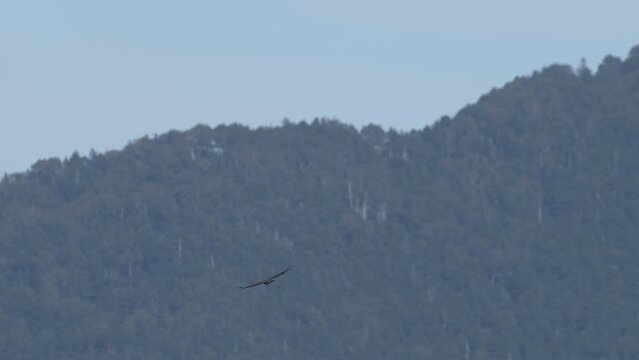 ハチクマ雄成長の飛翔 (honey buzzard)
