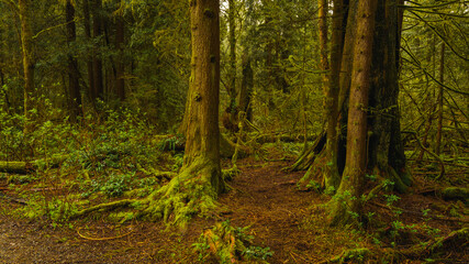 Vivid green moss and lichen add to emerging colors of spring on the forest floor in an urban BC forest trail popular with local residents