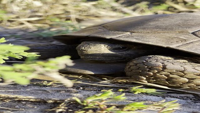 Turtle in wilderness
