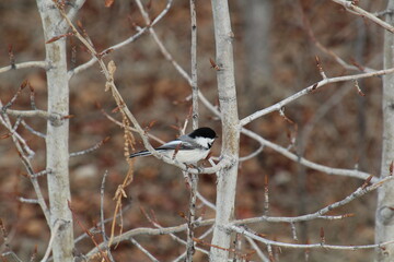 Chickadee 