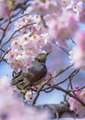 サクラにヒヨドリ