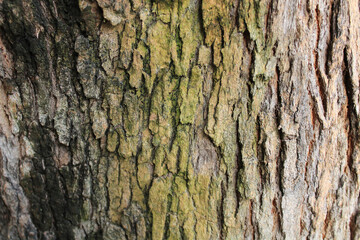 textura, árbol, vida, naturaleza, mancha, colores, huella.