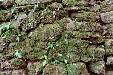 section of old stone wall surface, covered with green moss and lichen, closeup, pattern background texture
