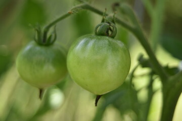 green tomatoes growing in the garden