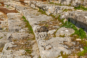 KAUNOS, DALYAN, TURKEY: The Turtle and the Theater in the ancient city of Kaunos.