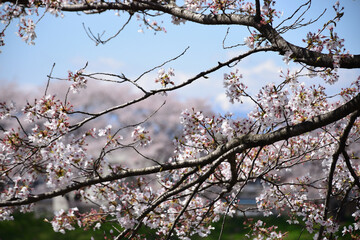 桜