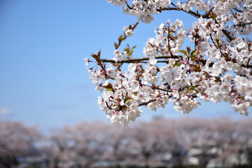 桜