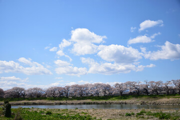 白石川堤一目千本桜