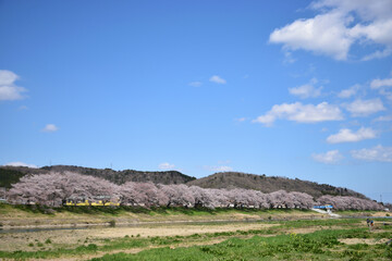Fototapeta premium 白石川堤一目千本桜