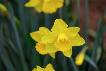 Fototapeta premium Daffodil