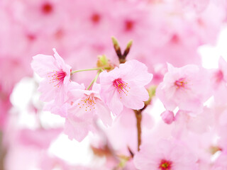 Fototapeta premium Cherry branch with flowers in spring bloom, A beautiful Japanese tree branch with cherry blossoms, Sakura