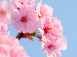 Cherry branch with flowers in spring bloom, A beautiful Japanese tree branch with cherry blossoms, Sakura