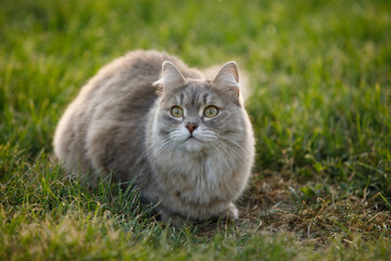 Gray fluffy cat on the green grass of the lawn