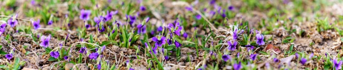 field of manchurian violet. purple flowers in the field. panoramic view of a Manchurian Violet in the early spring. field of wild flowers	