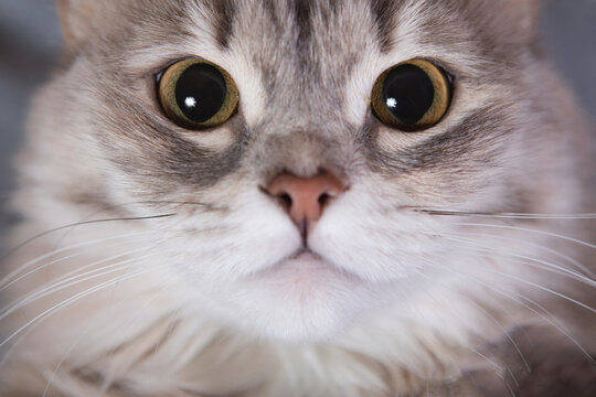 Cute Grey fluffy cat