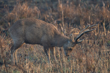 hog deer in park national park