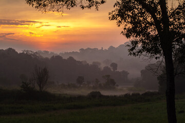 forest in the morning