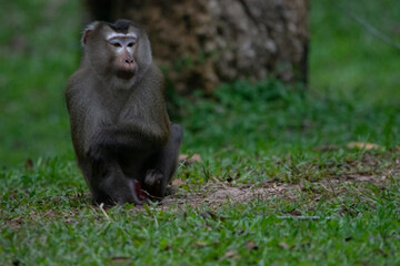 baboon sitting on the ground