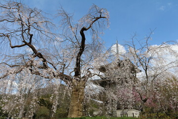 しだれ桜