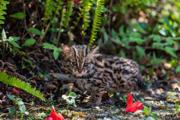Leopard cat in tropical rain forest, Thailand