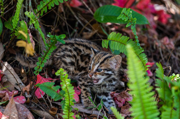 Leopard cat in tropical rain forest, Thailand