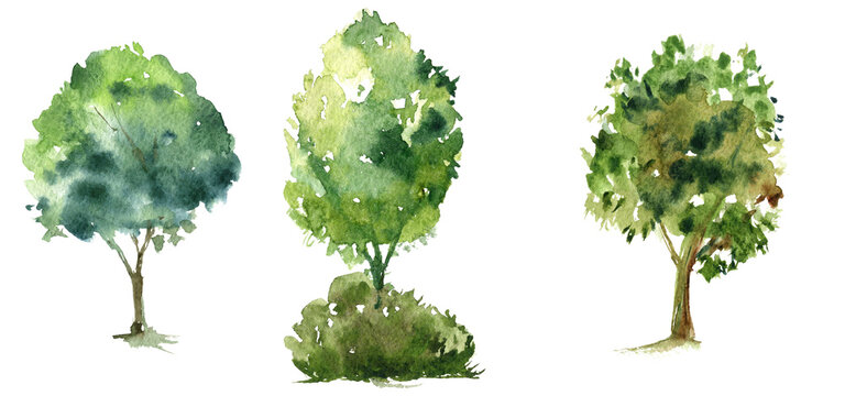 Watercolor image of trees on a white background, park group of trees and bushes