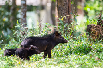 sus scrofa in the forest, Thailand