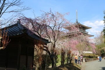Obraz premium しだれ桜
